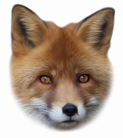500x560 Realistic Fox Face Design Vector Free Download