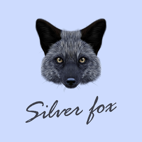 600x600 Silver Fox Head Vector Illustration Free Download