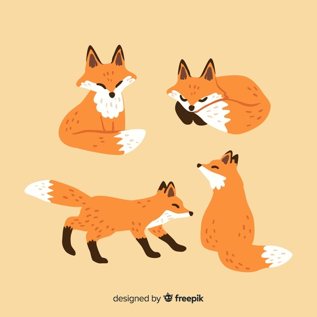 626x626 Fox Vectors, Photos And Free Download