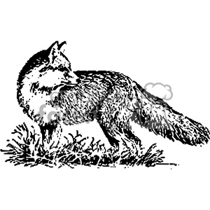 300x300 Black And White Fox Vintage Vector Vintage Vector Art Gf