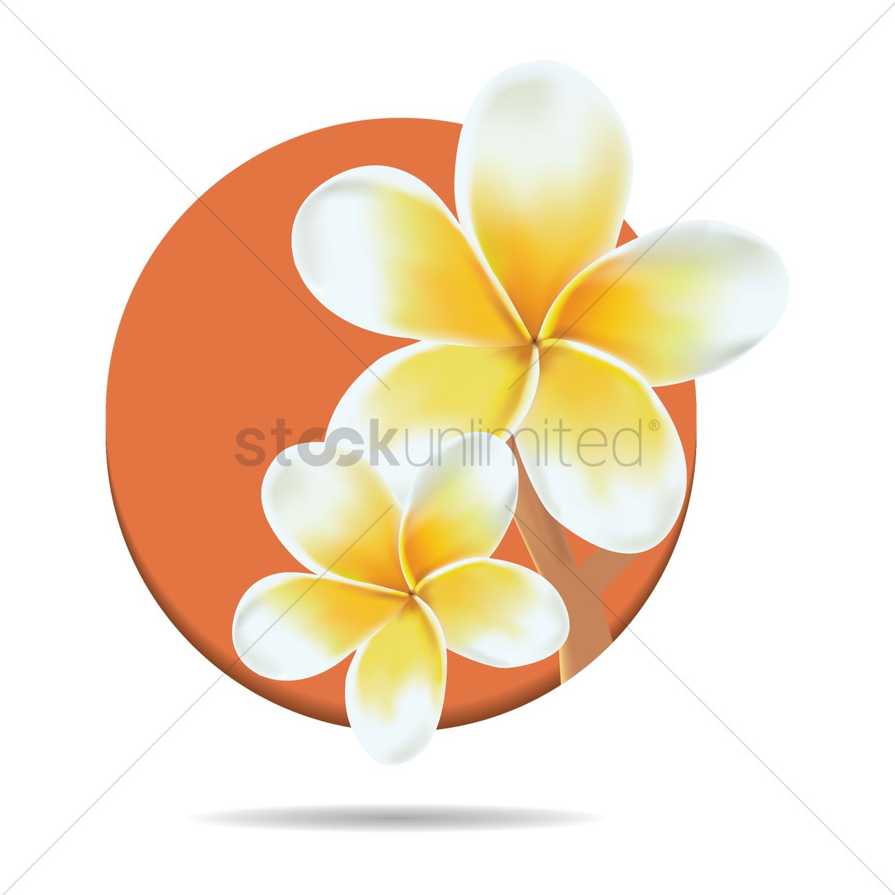 1300x1300 Frangipani Vector Image