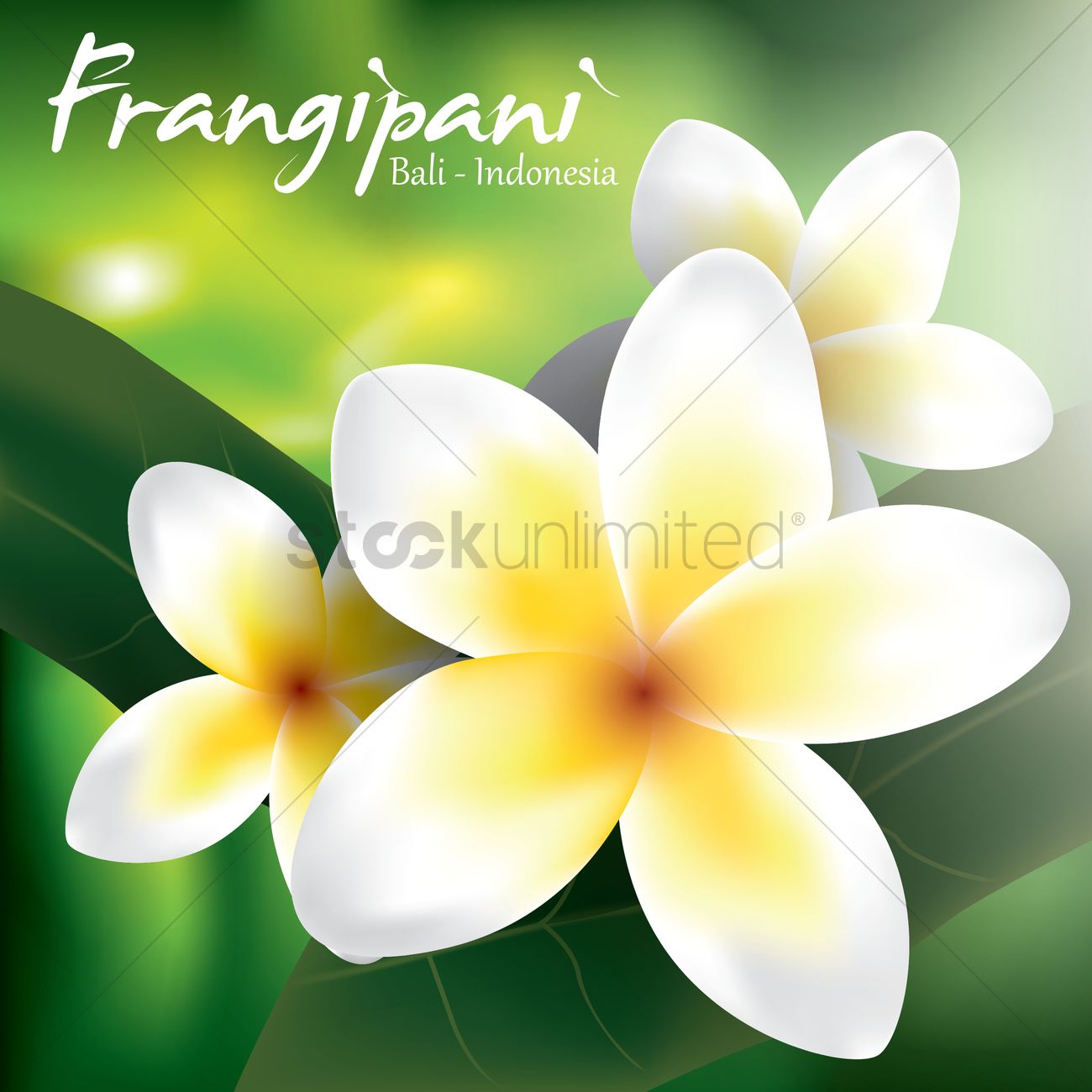 1300x1300 Frangipani Vector Image