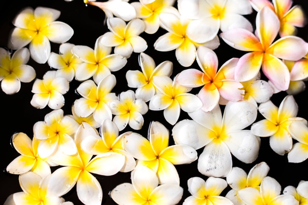 626x417 Frangipani Vectors, Photos And Free Download
