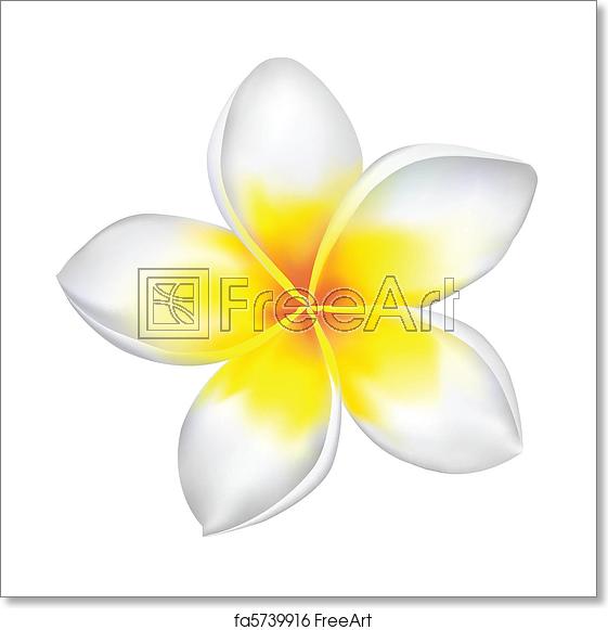 561x581 Free Art Print Of Frangipani Vector Frangipani Isolated On White