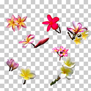 310x310 Frangipani Vector Png Cliparts For Free Download Uihere