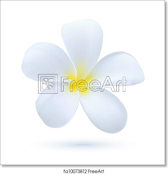 561x581 Free Art Print Of Hawaii Flower Frangipani, White Tropical