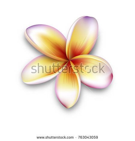450x470 Plumeria, Frangipani Flower, Vector Flower Illustration