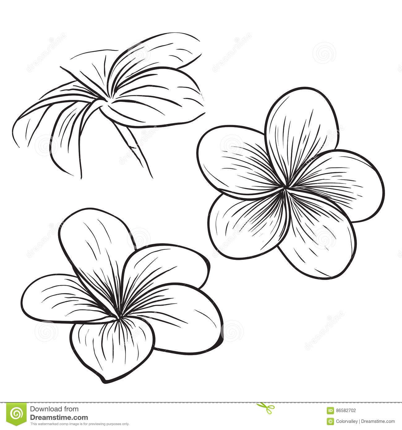 1300x1390 Plumeria Frangipani Tropical Flower Icon Stock Vector