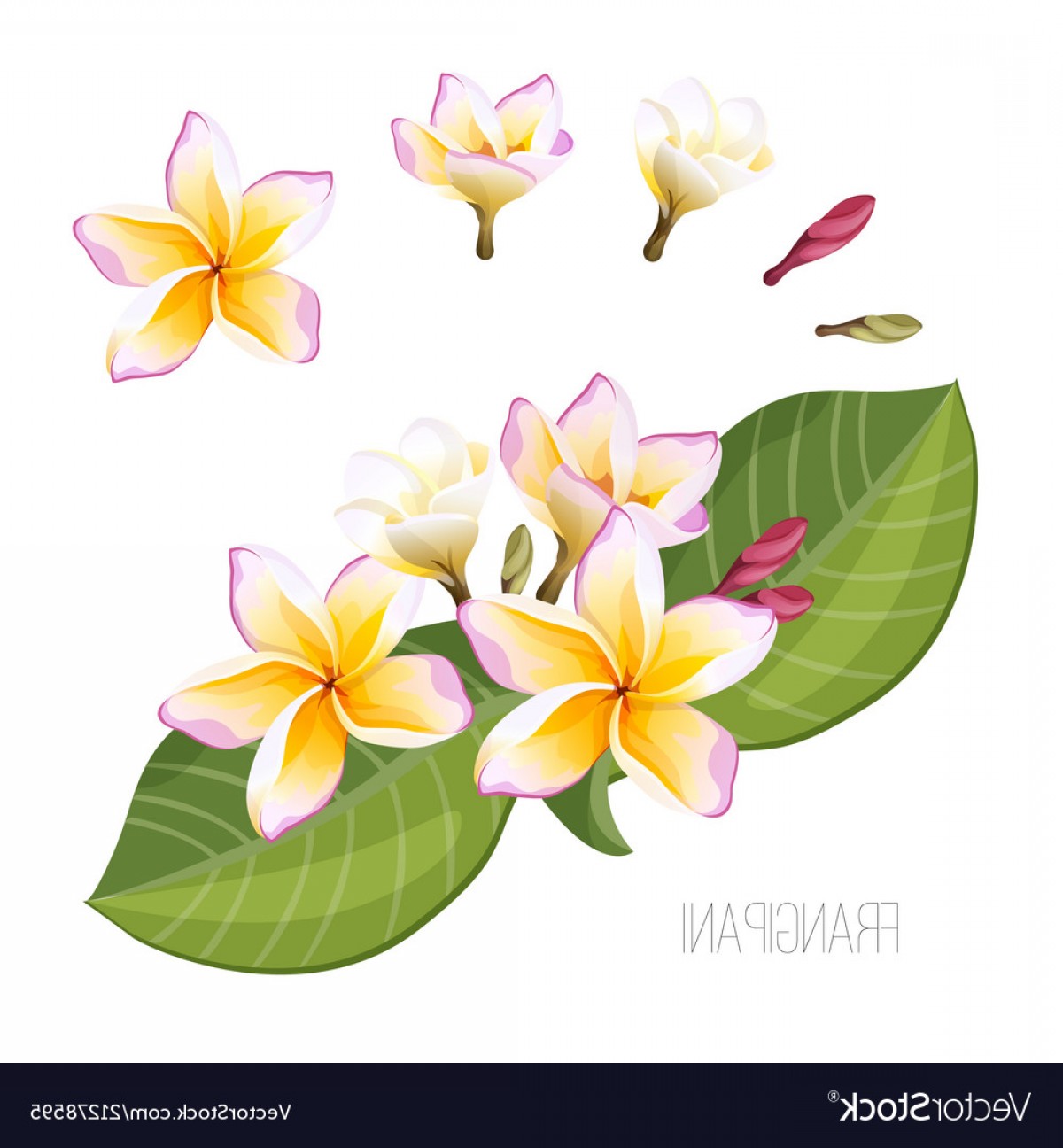 Frangipani Vector At Vectorified.com | Collection Of Frangipani Vector ...