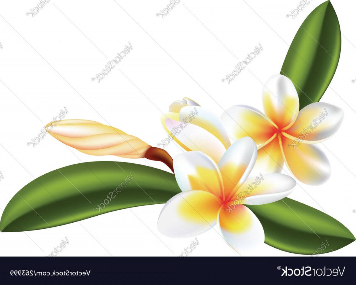1200x961 Plumeria Vector Based Savoyuptown