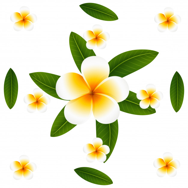 626x626 Plumeria Vectors, Photos And Free Download
