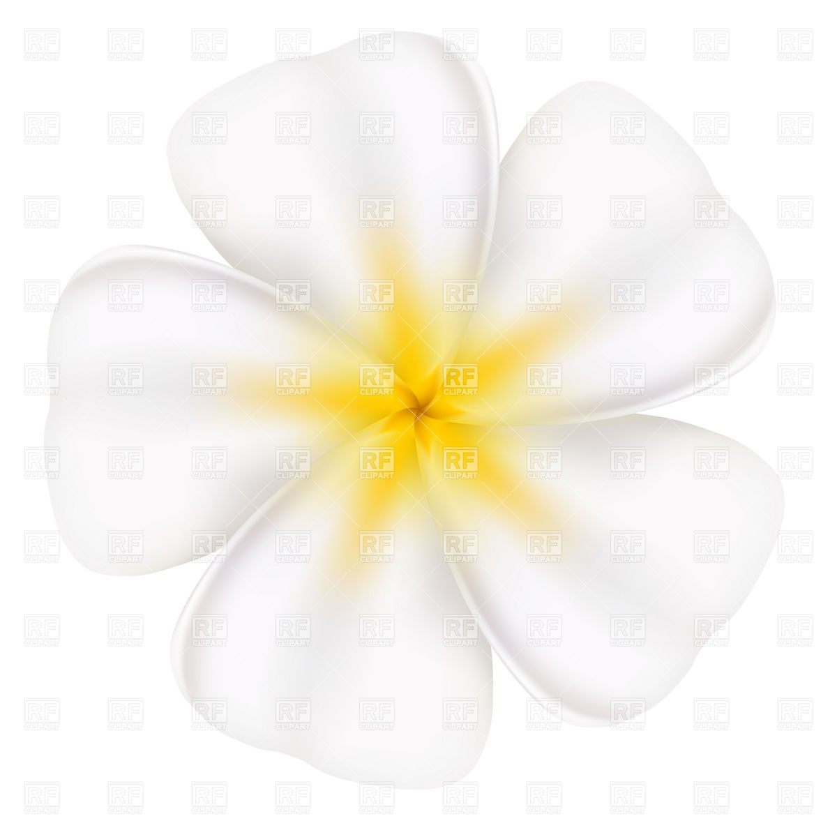 1200x1200 Beautiful Frangipani Flower Vector Image Of Plants And Animals