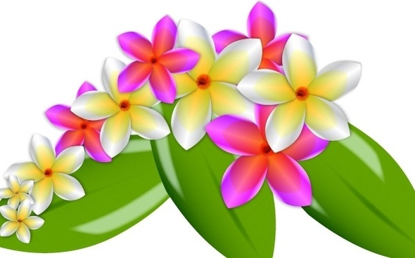 590x368 Plumeria Frangipani Vector Free Free Vector Download