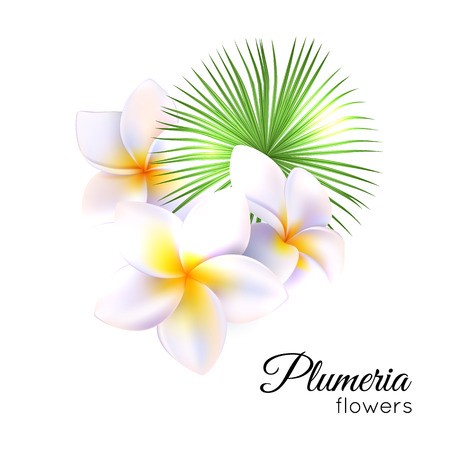 450x450 Tropical Flowers Plumeria, Frangipani Vector Illustration Royalty