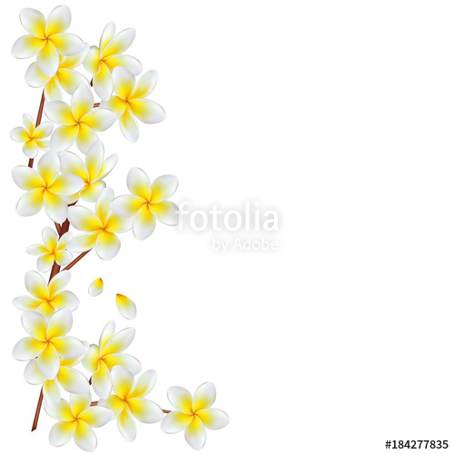 Frangipani Vector At Vectorified.com | Collection Of Frangipani Vector ...