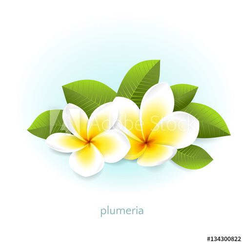 500x500 Vector Realistic Plumeria With Leaves White Tropical Flowers