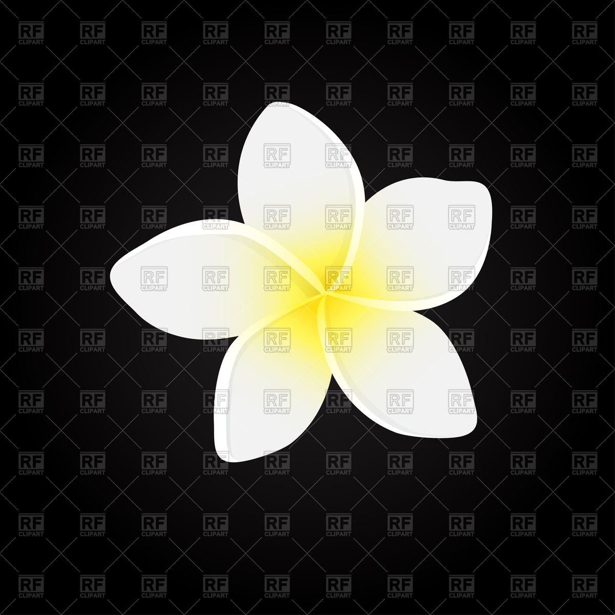 1200x1200 White Plumeria Flower