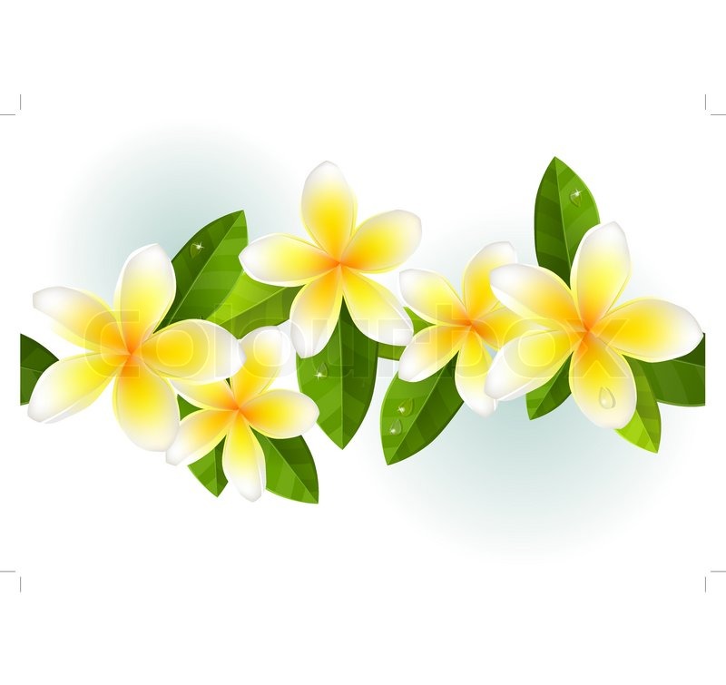 800x755 Frangipani, Leaves And Dew In Seamless Stock Vector Colourbox