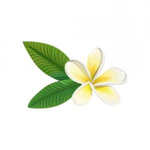 300x300 Frangipani Flower With Leaves Vector Studiogrfx