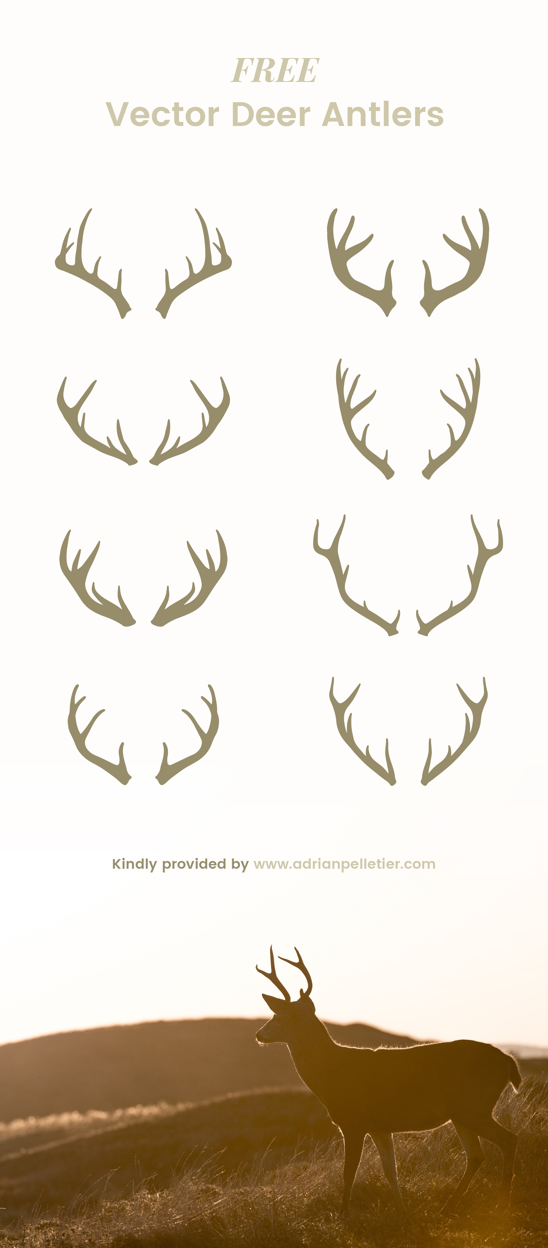 1768x4021 Free Vector Deer Antlers Free Vectors Ui Download