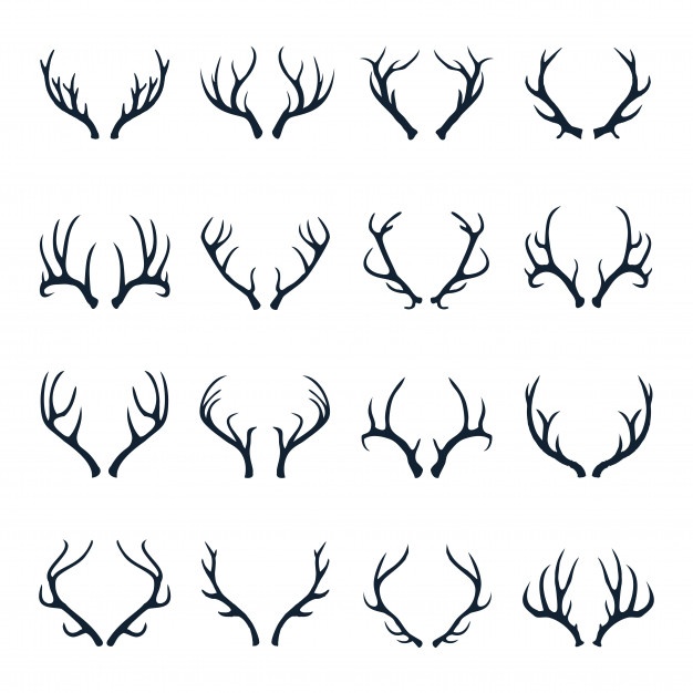 626x626 Wildlife Antler Vectors, Photos And Free Download