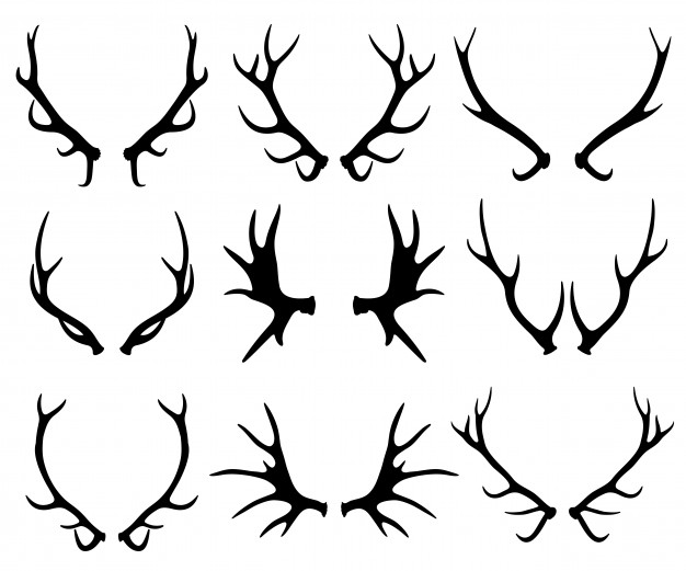 626x521 Antler Vectors, Photos And Free Download