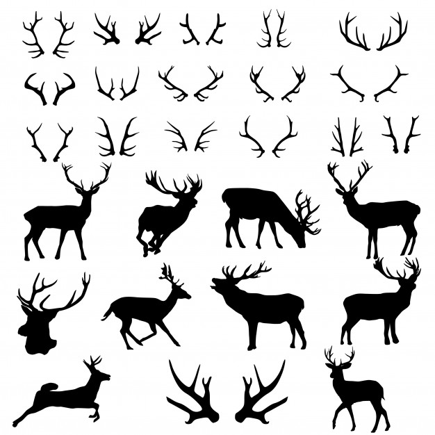 626x626 Antler Vectors, Photos And Free Download