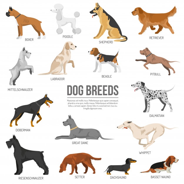Dog Vectors, Photos And Free Download 626x626 Dog Vectors, Photos And Free Download
