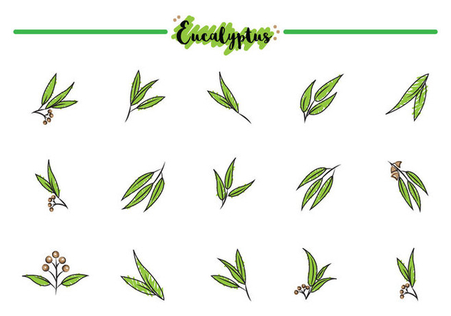 Free Eucalyptus Icons Free Vector Download Cannypic 632x443 Free Eucalyptus Icons Free Vector Download Cannypic