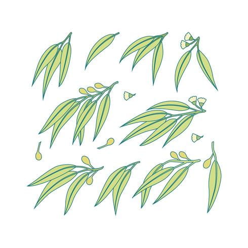 Free Eucalyptus Icons Free Graphics Uihere 490x490 Free Eucalyptus Icons Free Graphics Uihere