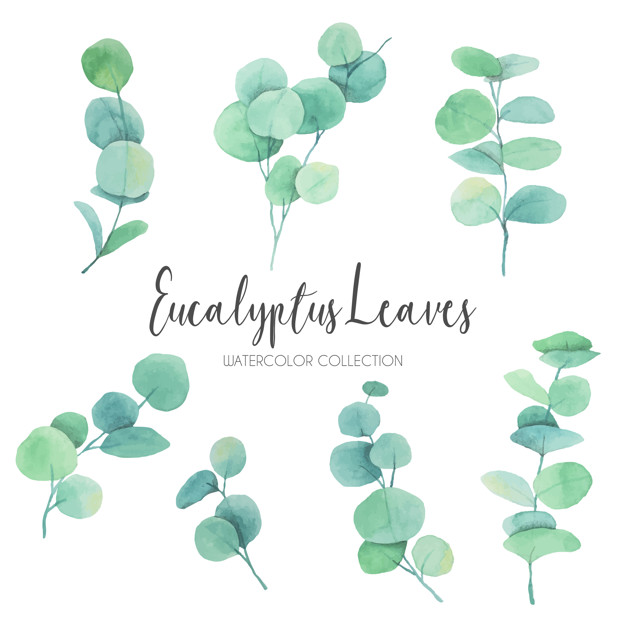 Lovely Watercolor Eucalyptus Leaves Vector Free Download 626x626 Lovely Watercolor Eucalyptus Leaves Vector Free Download