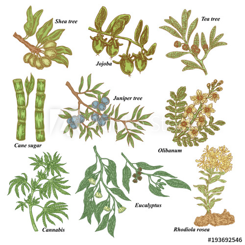 Medical And Cosmetics Plants Hand Drawn Shea Nuts, Jojoba, Tea 500x500 Medical And Cosmetics Plants Hand Drawn Shea Nuts, Jojoba, Tea