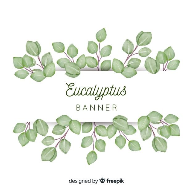 Watercolor Eucalyptus Leaves Banner Free Vector My Freepik 626x626 Watercolor Eucalyptus Leaves Banner Free Vector My Freepik