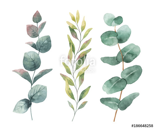 Free Eucalyptus Vector at Vectorified.com | Collection of Free ...