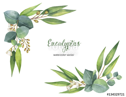 Watercolor Vector Wreath With Green Eucalyptus Leaves And Branches 500x385 Watercolor Vector Wreath With Green Eucalyptus Leaves And Branches