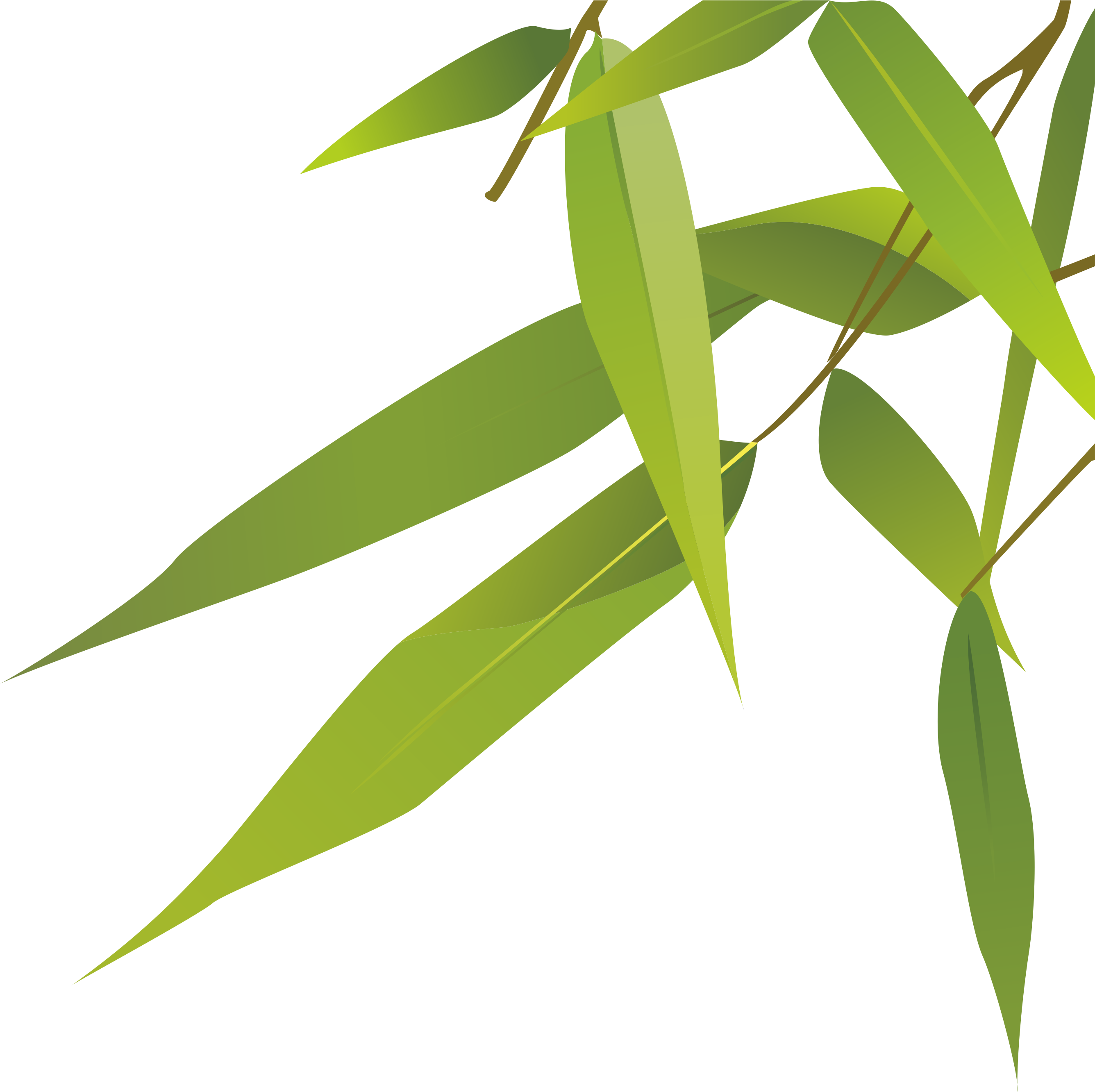 Free Eucalyptus Vector at Vectorified.com | Collection of Free ...