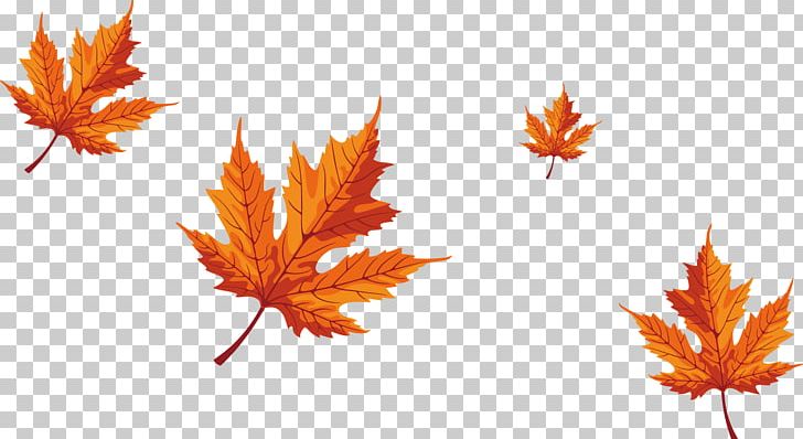 728x398 Maple Leaf Red Maple Png, Clipart, Autumn Leaves, Deciduous