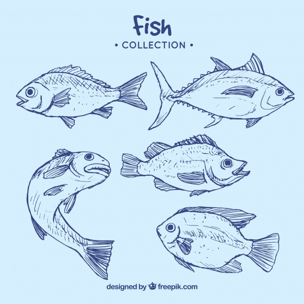626x626 Fish Vectors, Photos And Free Download