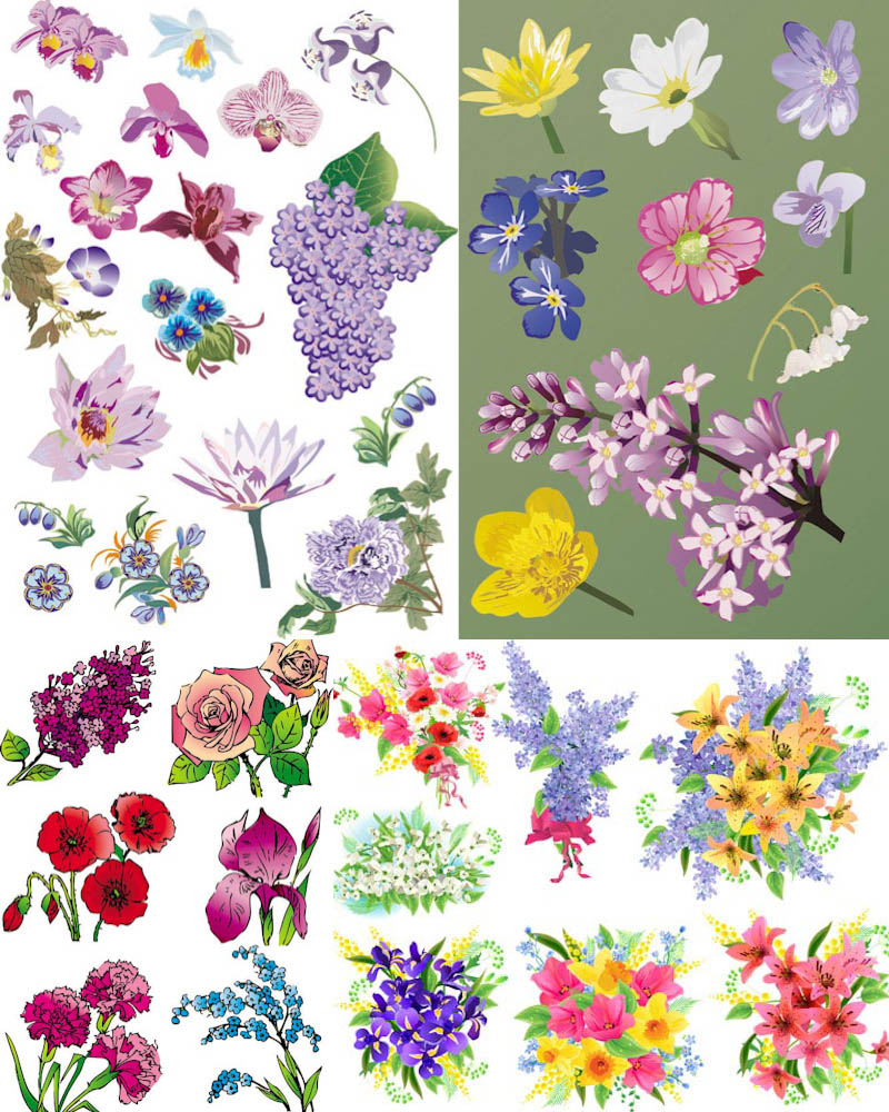 800x1000 Flower Illustrations Vector Free Stock Vector Art