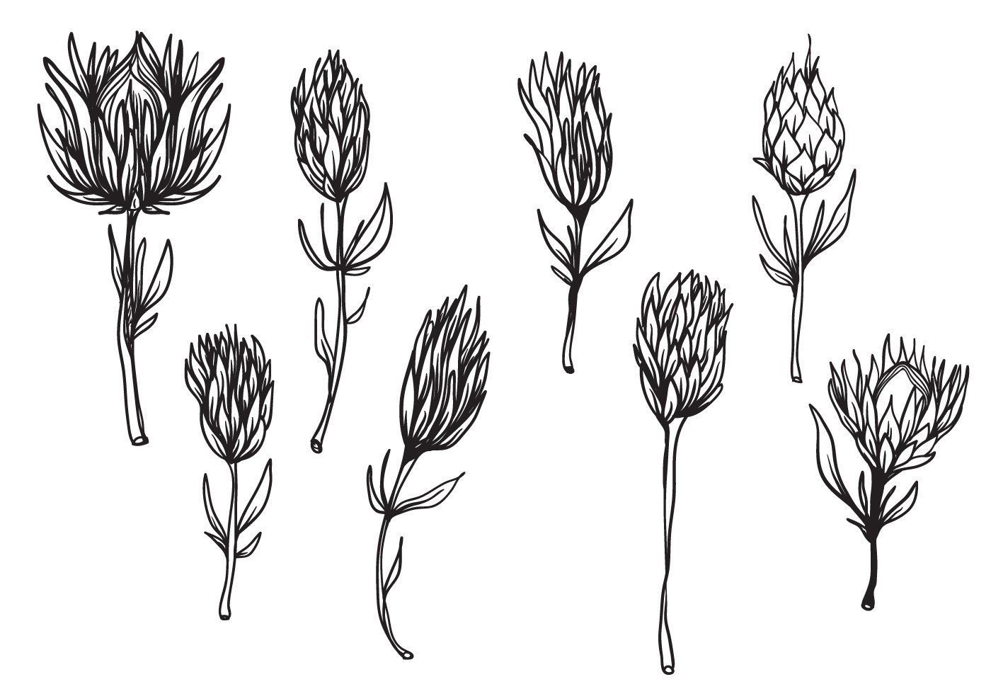 1400x980 Free Hand Drawn Protea Flower Vector