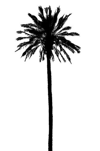326x490 Silhouette Of Palm Trees Realistic Vector Illustration