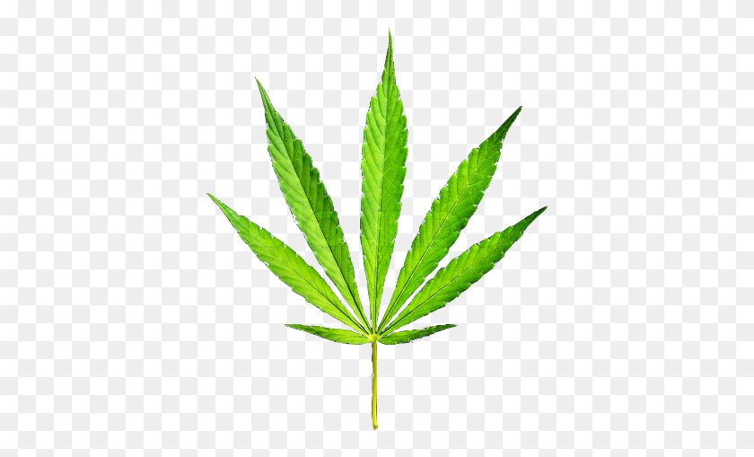 Weed Leaf Png Images 840x509 Weed Leaf Png Images