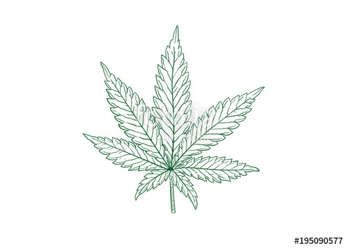 Marijuana Leaf Vector Illustration Stock Image And Royalty Free 500x357 Marijuana Leaf Vector Illustration Stock Image And Royalty Free