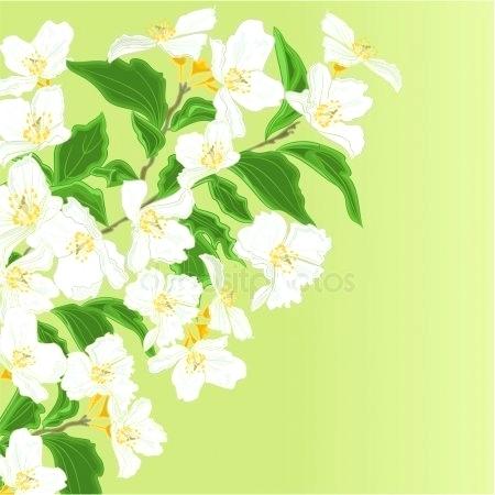 450x450 Free Vector Jasmine Flowers