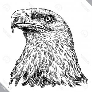 300x300 Best Free Stock Vector Eagle Head Logo Drawing Newwaysys