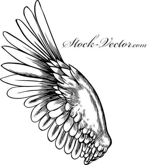 Free Vector Angel Wing 507x570 Free Vector Angel Wing