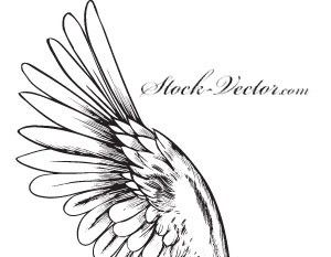 Free Vector Angel Wing Free Vectors Ui Download 300x233 Free Vector Angel Wing Free Vectors Ui Download