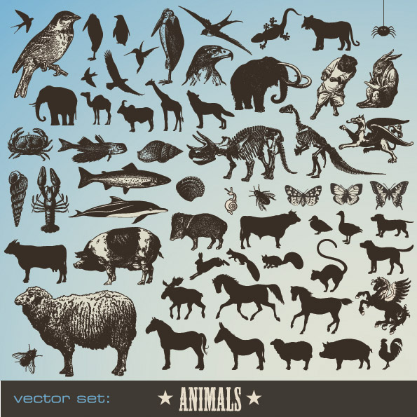 595x595 Animals
