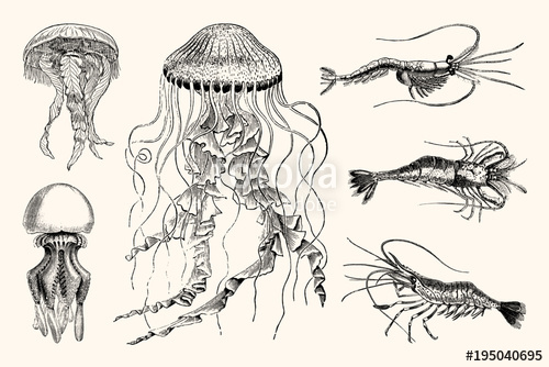 Vintage Jellyfish And Shrimp Nautical Illustrations 500x334 Vintage Jellyfish And Shrimp Nautical Illustrations