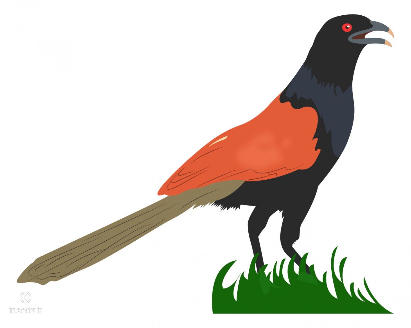 1600x1280 Coucal Bird Free Vector Adobe Illustrator
